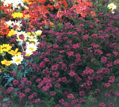 Picture of Verbena - Speciosa Imagination